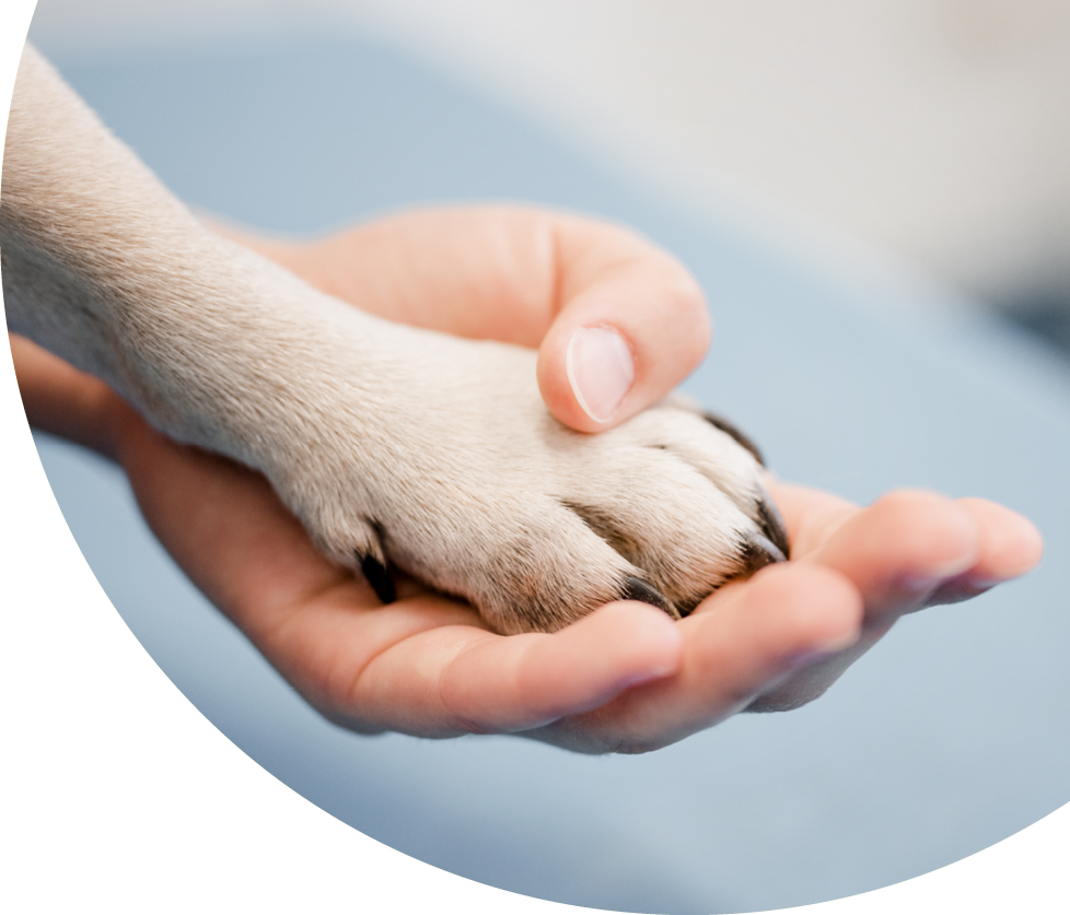 Mensch und Tier Hand in Hand. Die Tierarztpraxis Dr. Haas pflegt eine liebevolle Behandlung.